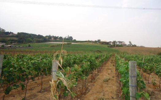 Fazenda/Sítio/Chácara à venda