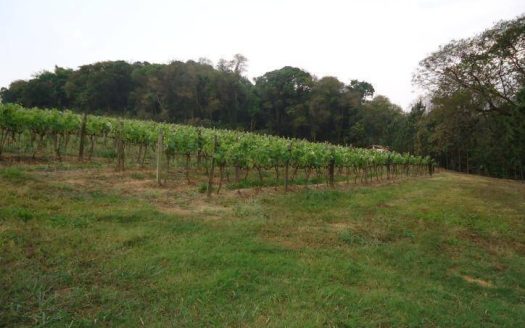 Fazenda/Sítio/Chácara à venda