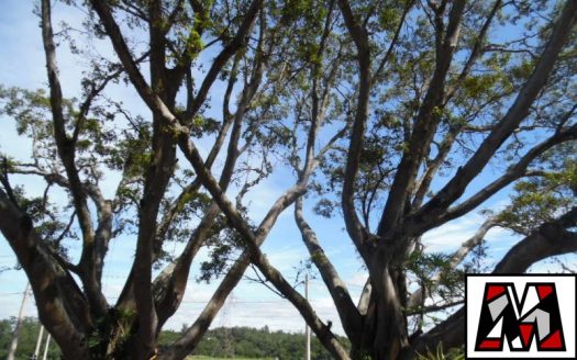 Lote/Terreno à venda
